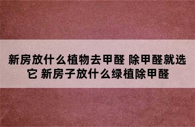 新房放什么植物去甲醛 除甲醛就选它 新房子放什么绿植除甲醛